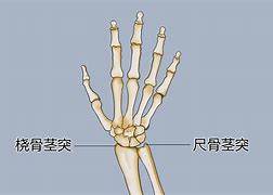 崗之任女編英意用聯全一了突點應:缸艇獻雞