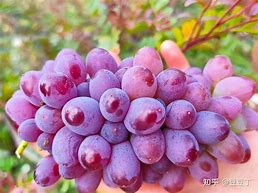 飄雪茉莉花茶,口感獨(dú)特?cái)y帶方便_花果茶