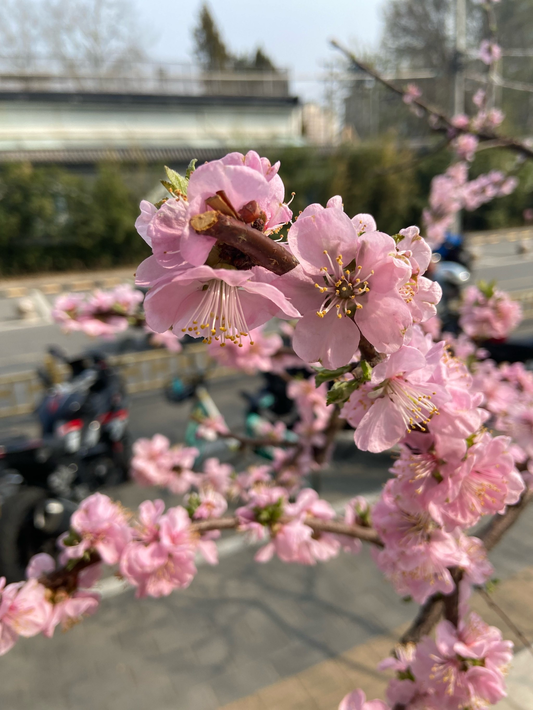 北京的春天,到處都很美!_國內度假