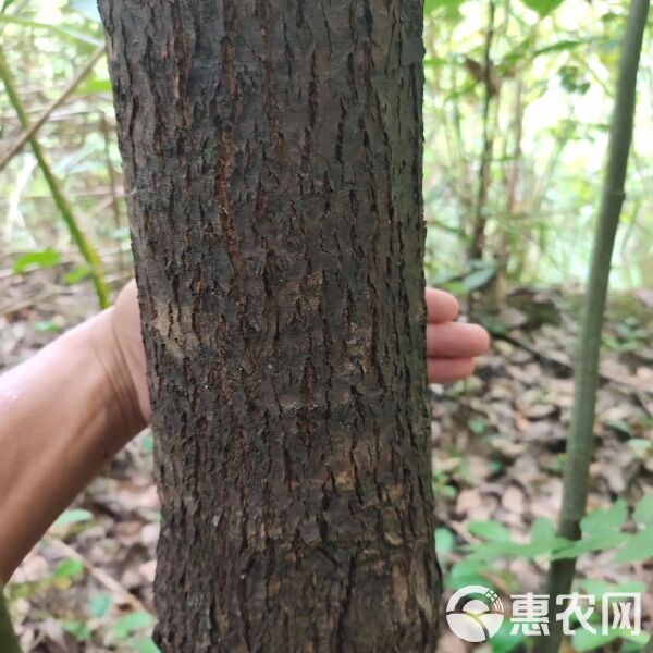 香樟和大葉樟的區別是什么