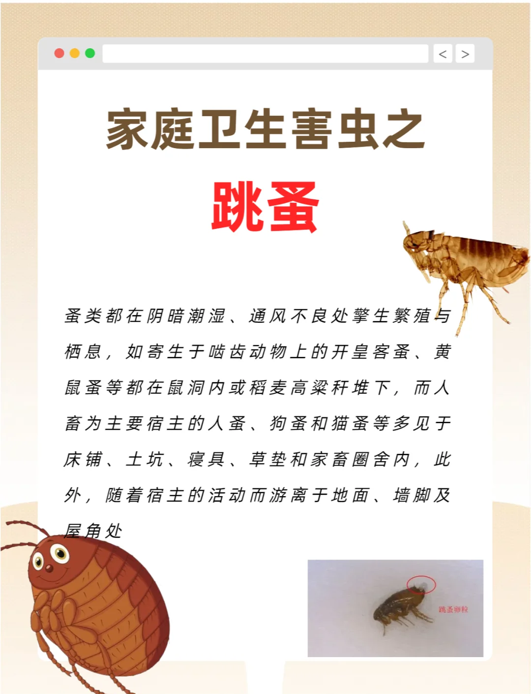 虱子和跳蚤的區別在哪里?