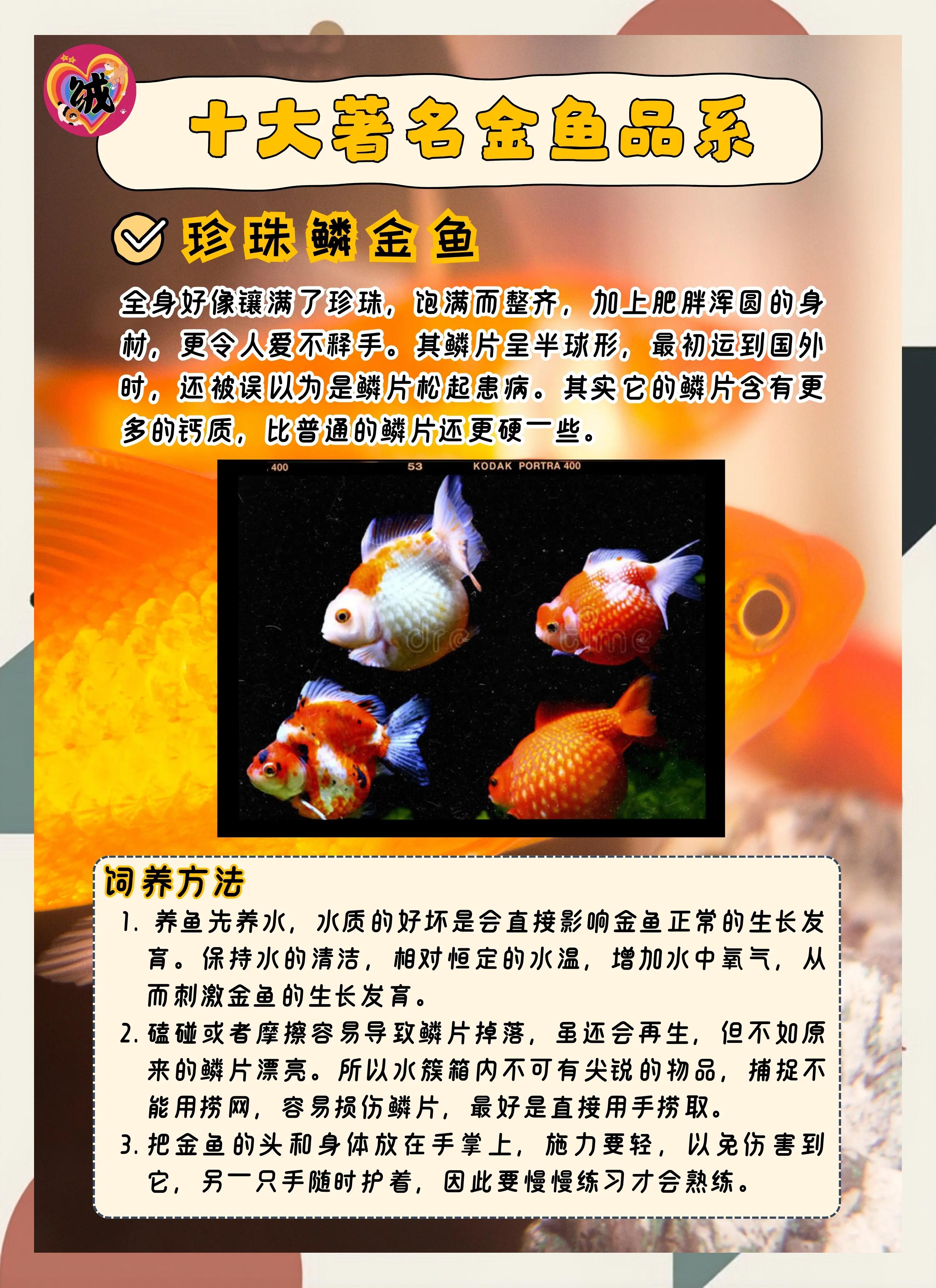 家養金魚數量有哪些講究應該養多少條最好