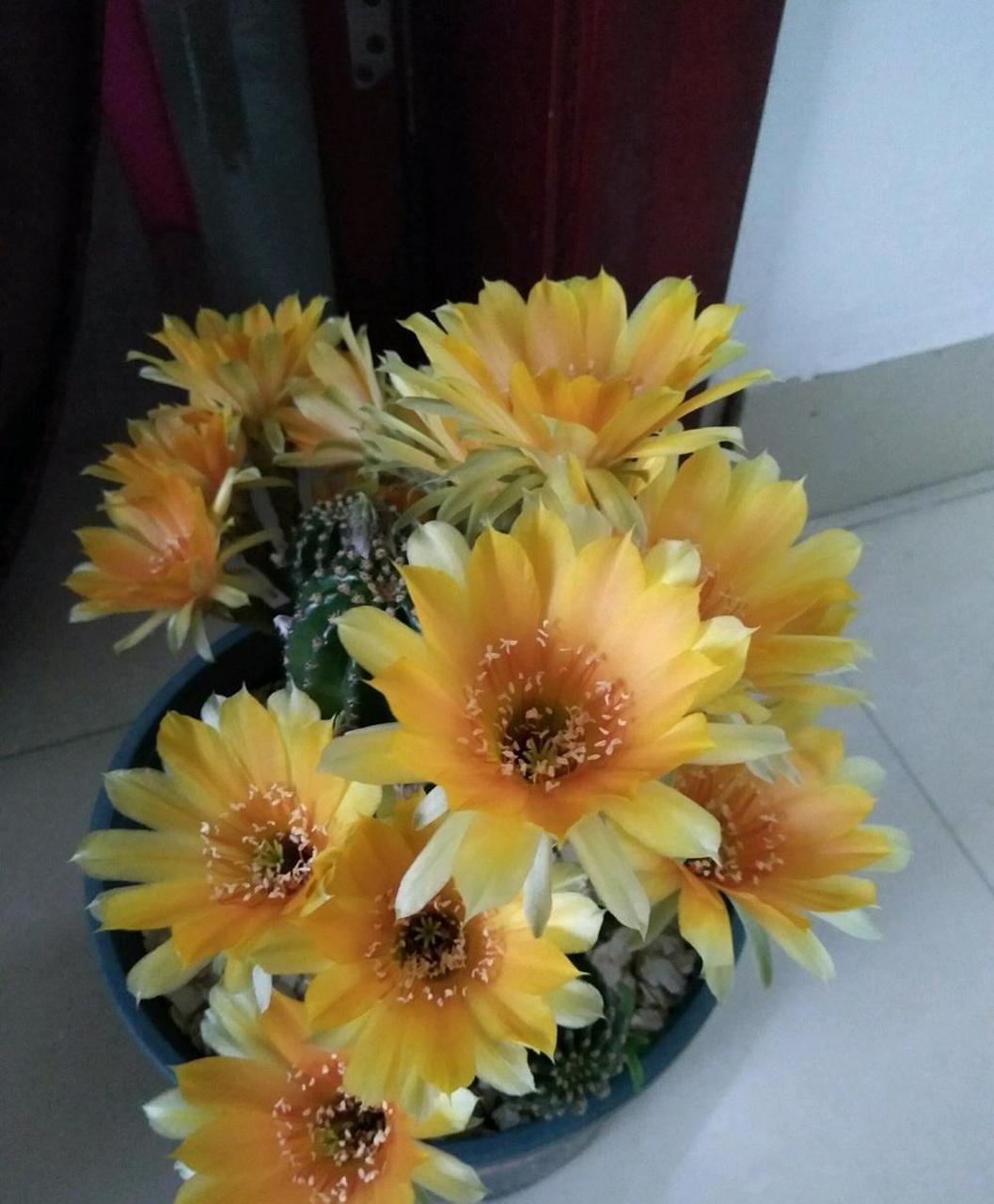 黑金剛仙人球怎么養開花?