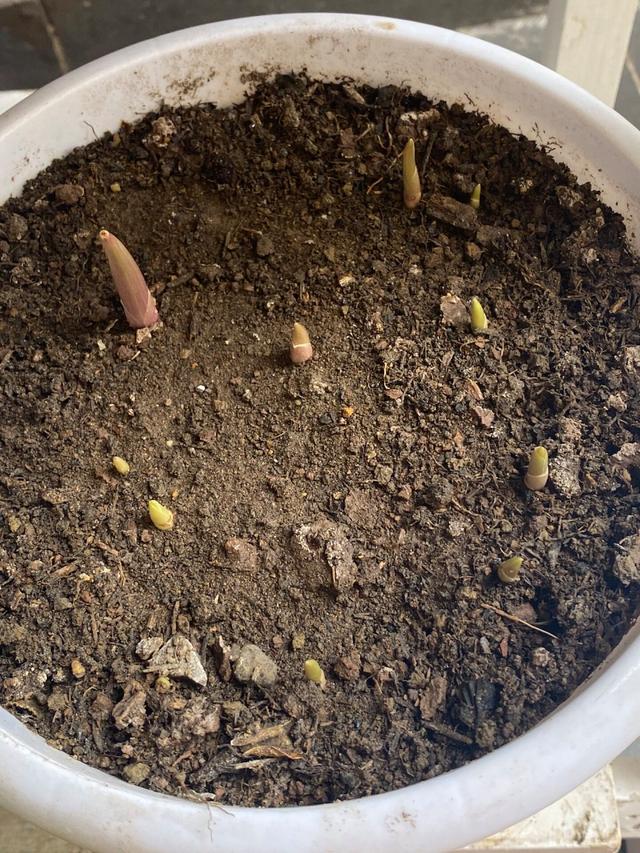 鈴蘭花有毒嗎鈴蘭花適合放在室內養嗎