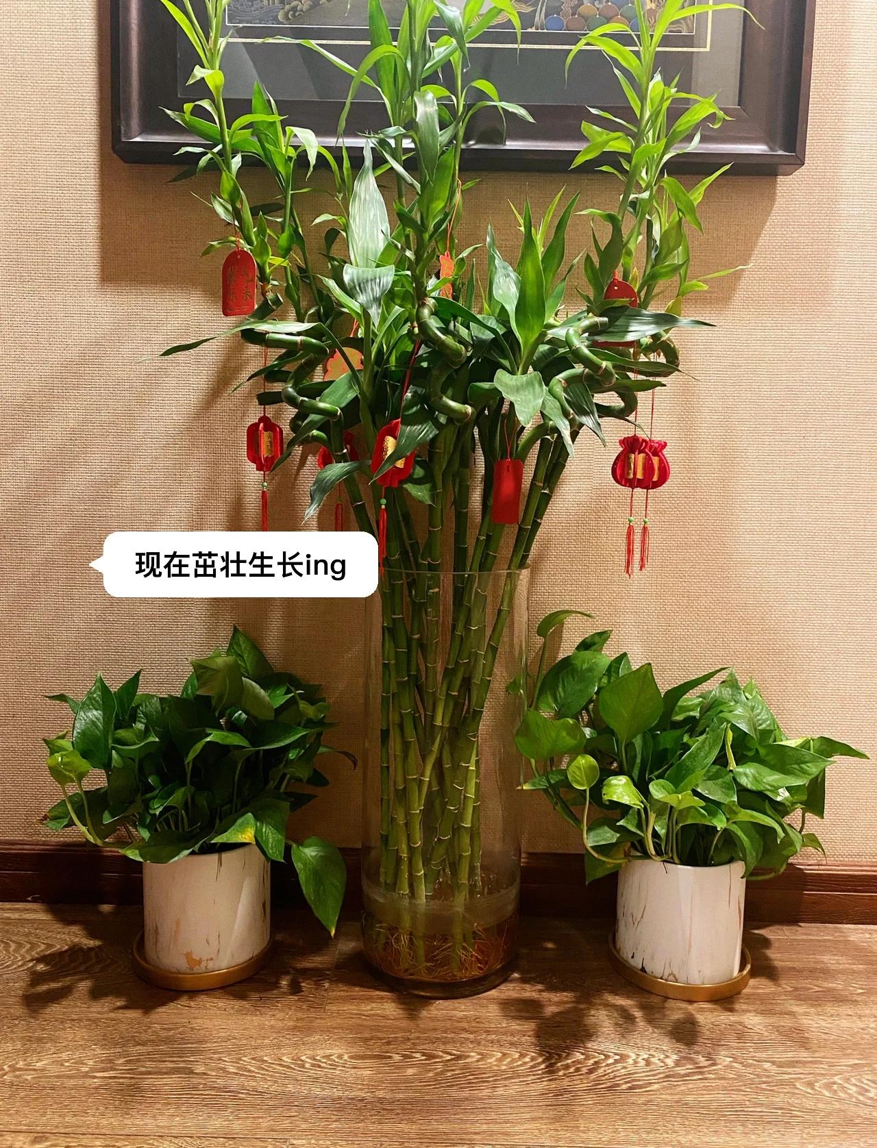 誰知道富貴竹籠的養殖方法?