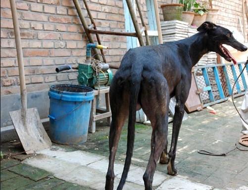 繁殖基地出售細狗靈緹犬格力犬山東振麒家訓犬基地