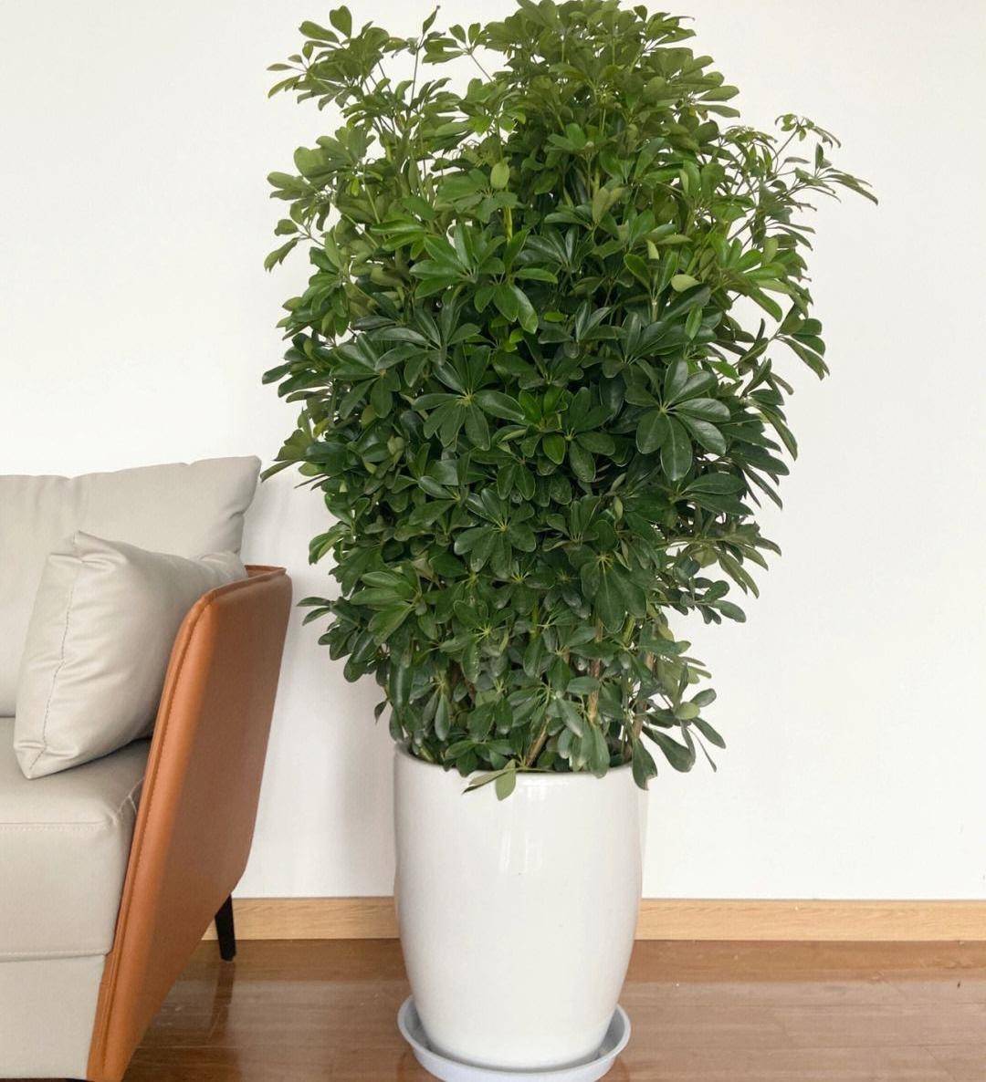 家里的綠植是放在室內好還是在陽臺上長得更旺盛呢